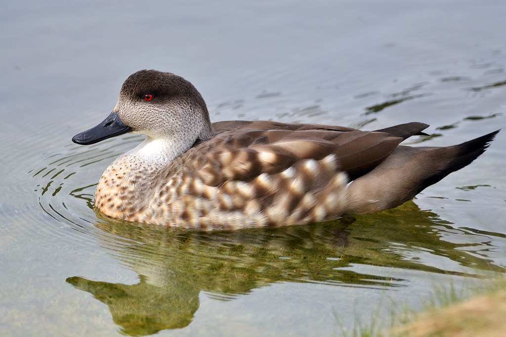 Patagonian Duck