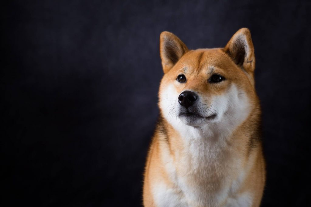 How to learn more about SHIB crypto